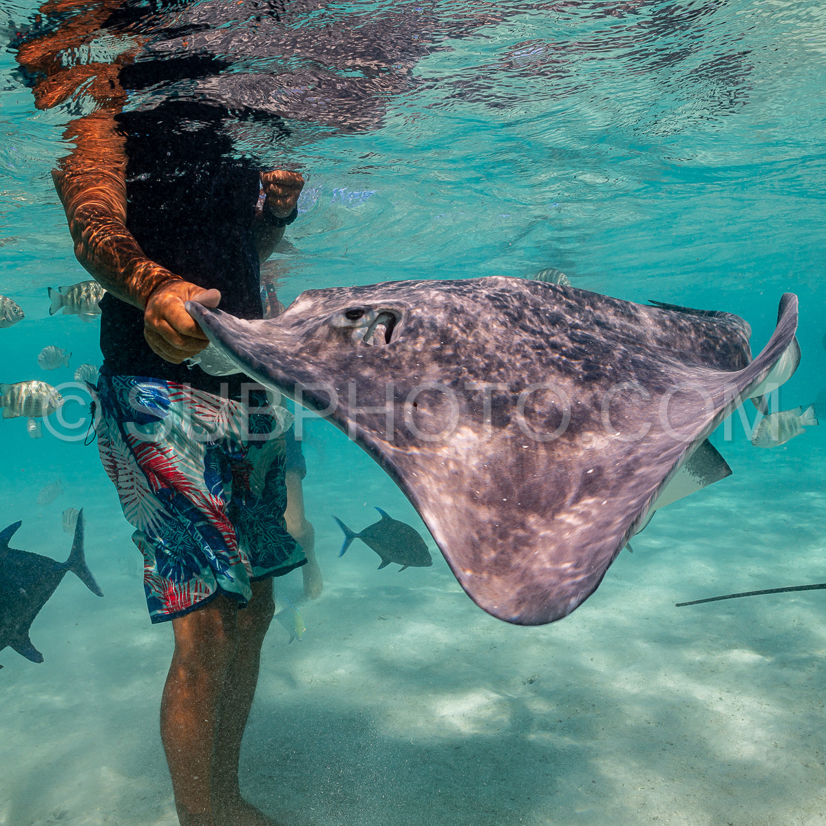 Photo de raie pastenague dans les eaux peu profondes du lagon de Moorea en Polynésie française
