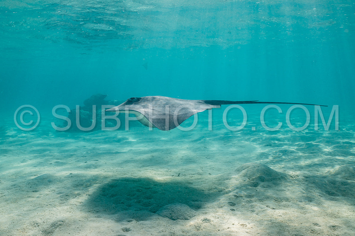 Photo de raie pastenague dans les eaux peu profondes du lagon de Moorea en Polynésie française
