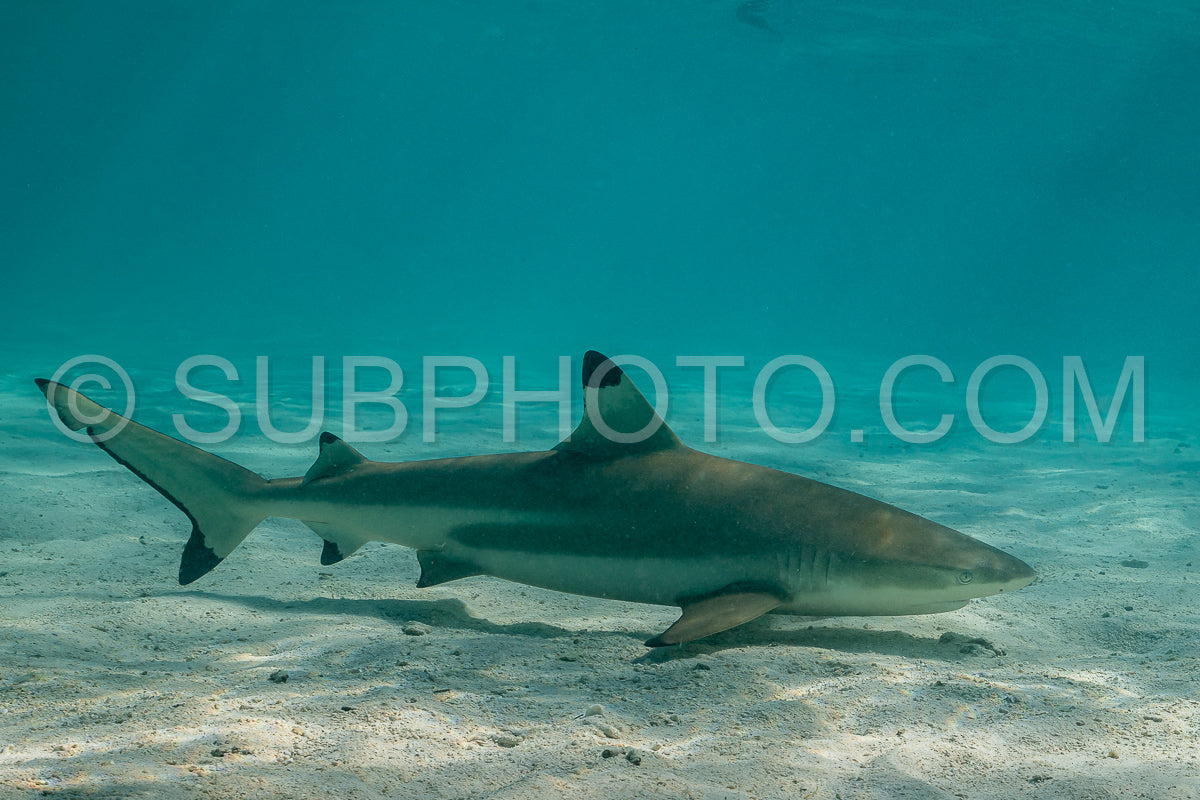 blacktip reef shark swimming in French Polynesia tropical waters over coral reef