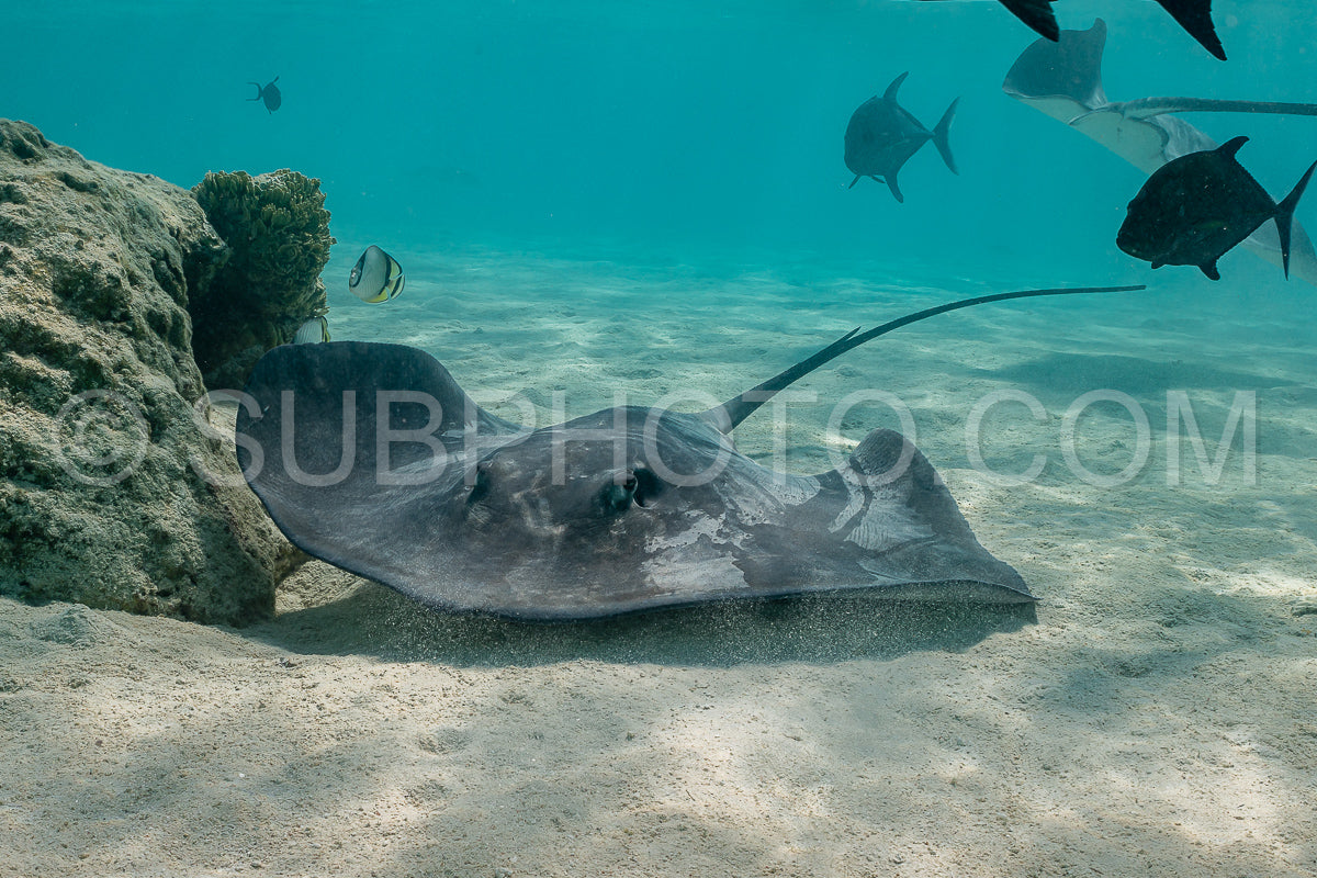 sting ray in the shallow water of Moorea lagoon in French Polynesia