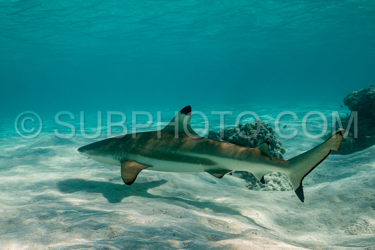 blacktip reef shark swimming in French Polynesia tropical waters over coral reef