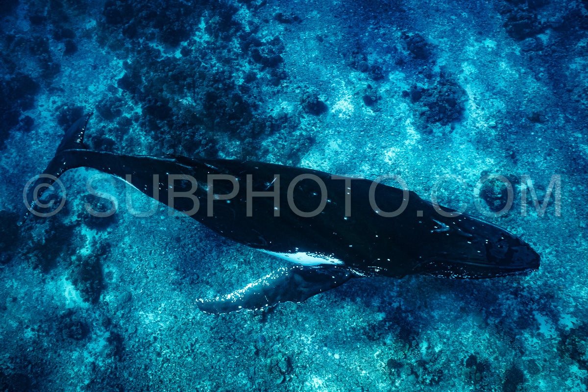Photo de baleine à bosse se reposant à l'aube dans les eaux profondes de la polynésie française