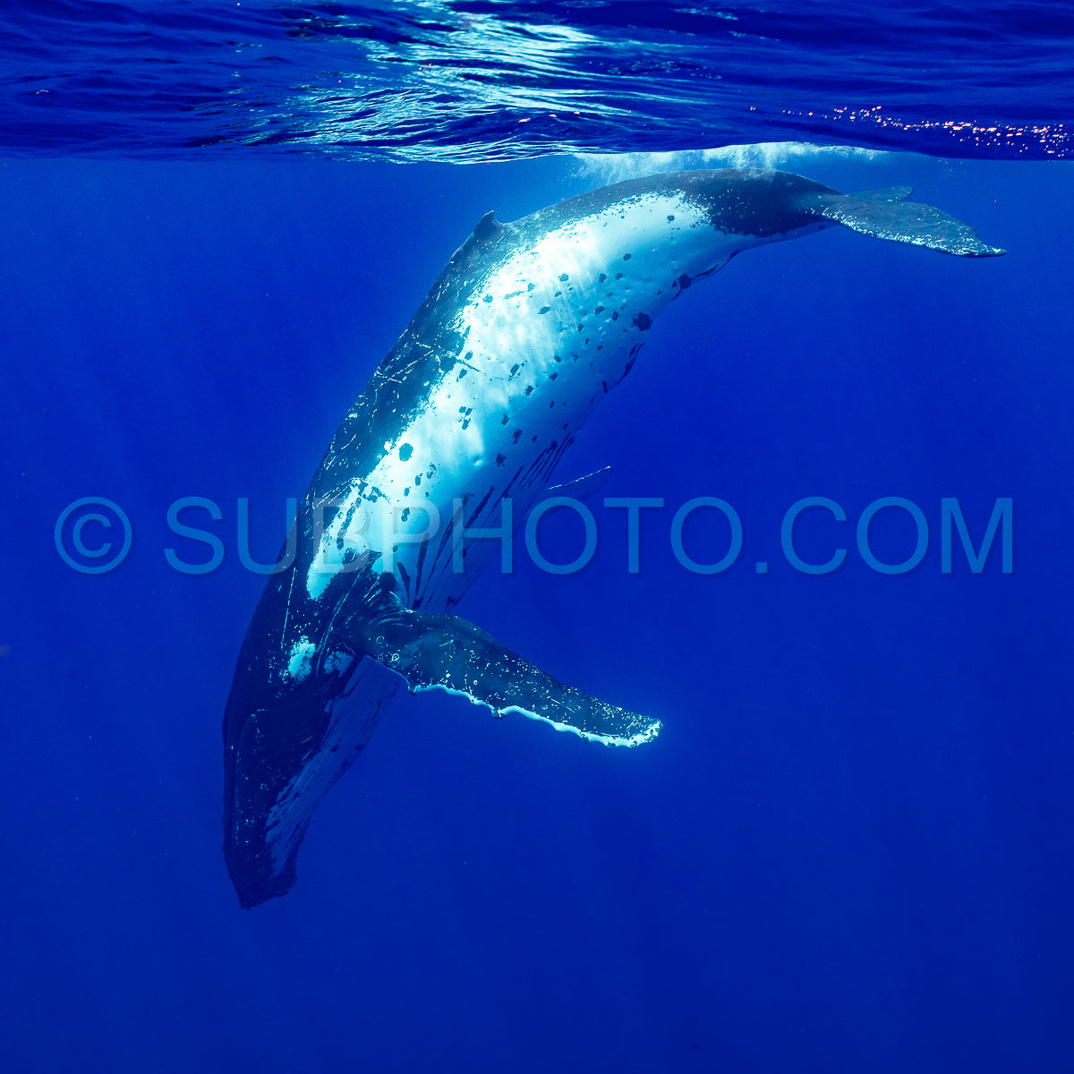 Photo de baleine à bosse se reposant à l'aube dans les eaux profondes de la polynésie française