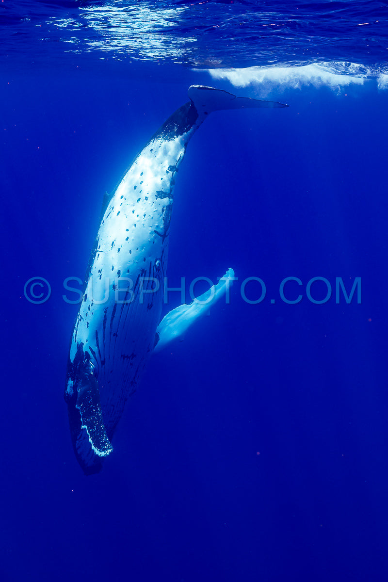 Photo de baleine à bosse se reposant à l'aube dans les eaux profondes de la polynésie française