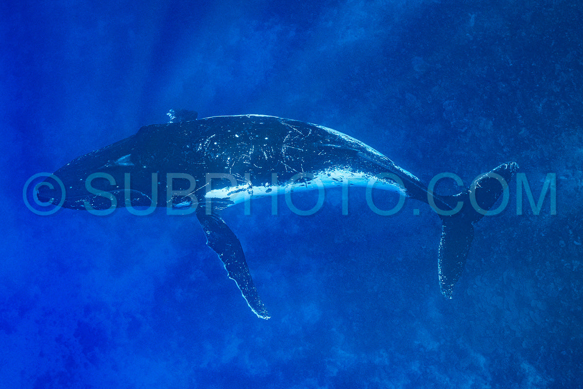 humpback whale resting at dawn in french polynesia deep waters