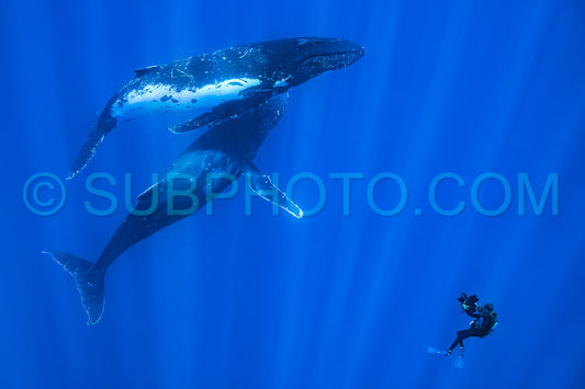 Photo de deux baleines à bosse se reposant à l'aube dans les eaux profondes de la polynésie française avec un plongeur filmant