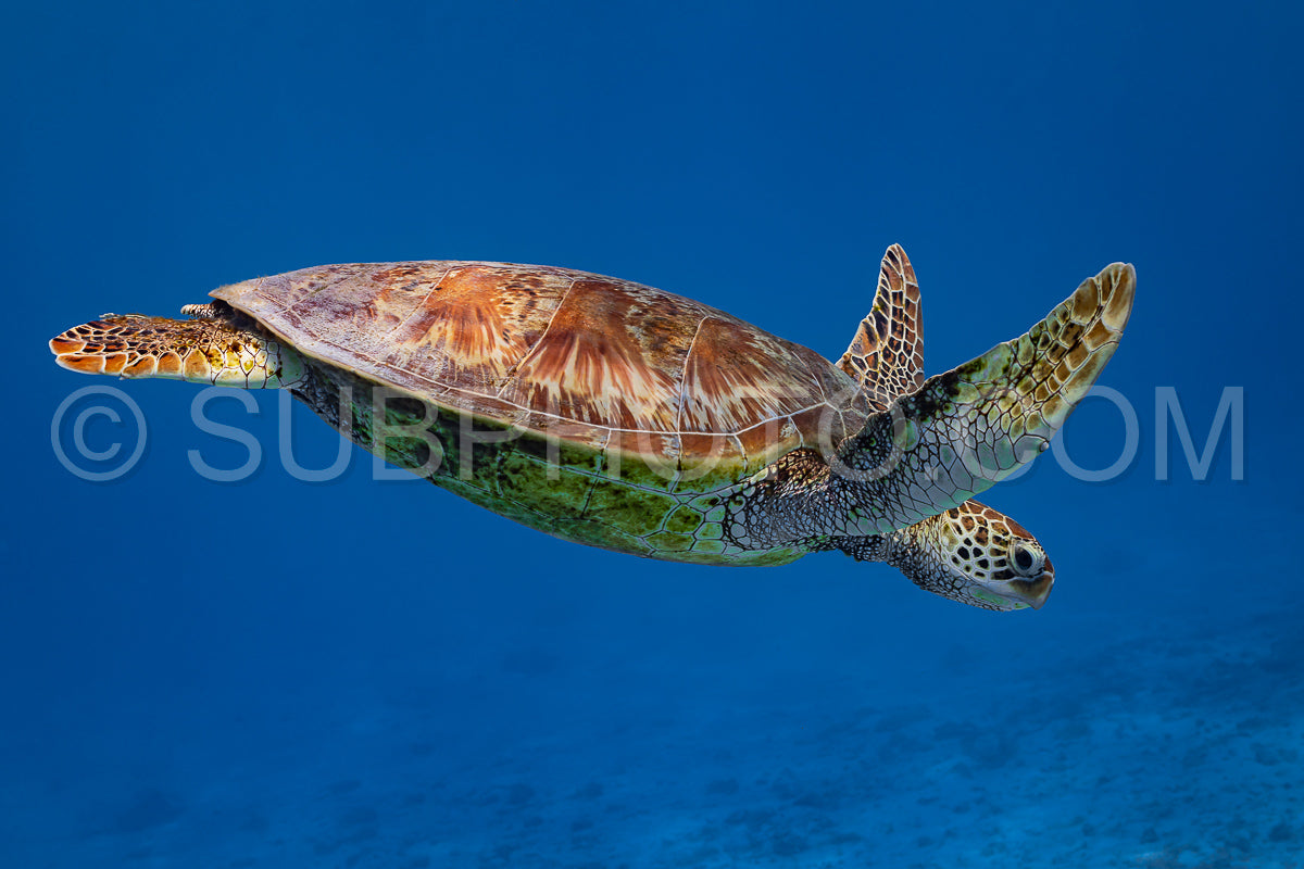 Photo de tortue verte nageant dans le lagon de Moorea - Polynésie française