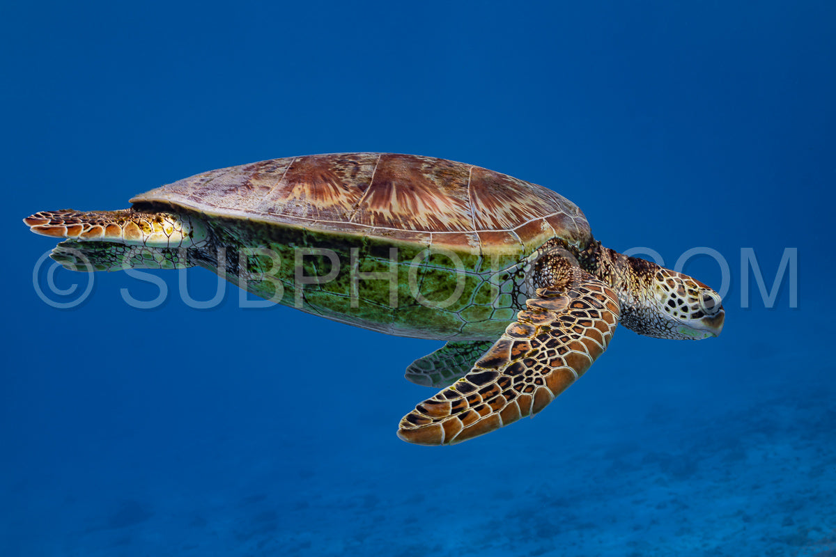 Photo de tortue verte nageant dans le lagon de Moorea - Polynésie française