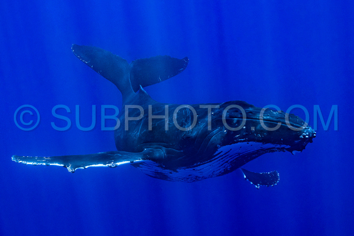 Photo de baleine à bosse se reposant à l'aube dans les eaux profondes de la polynésie française