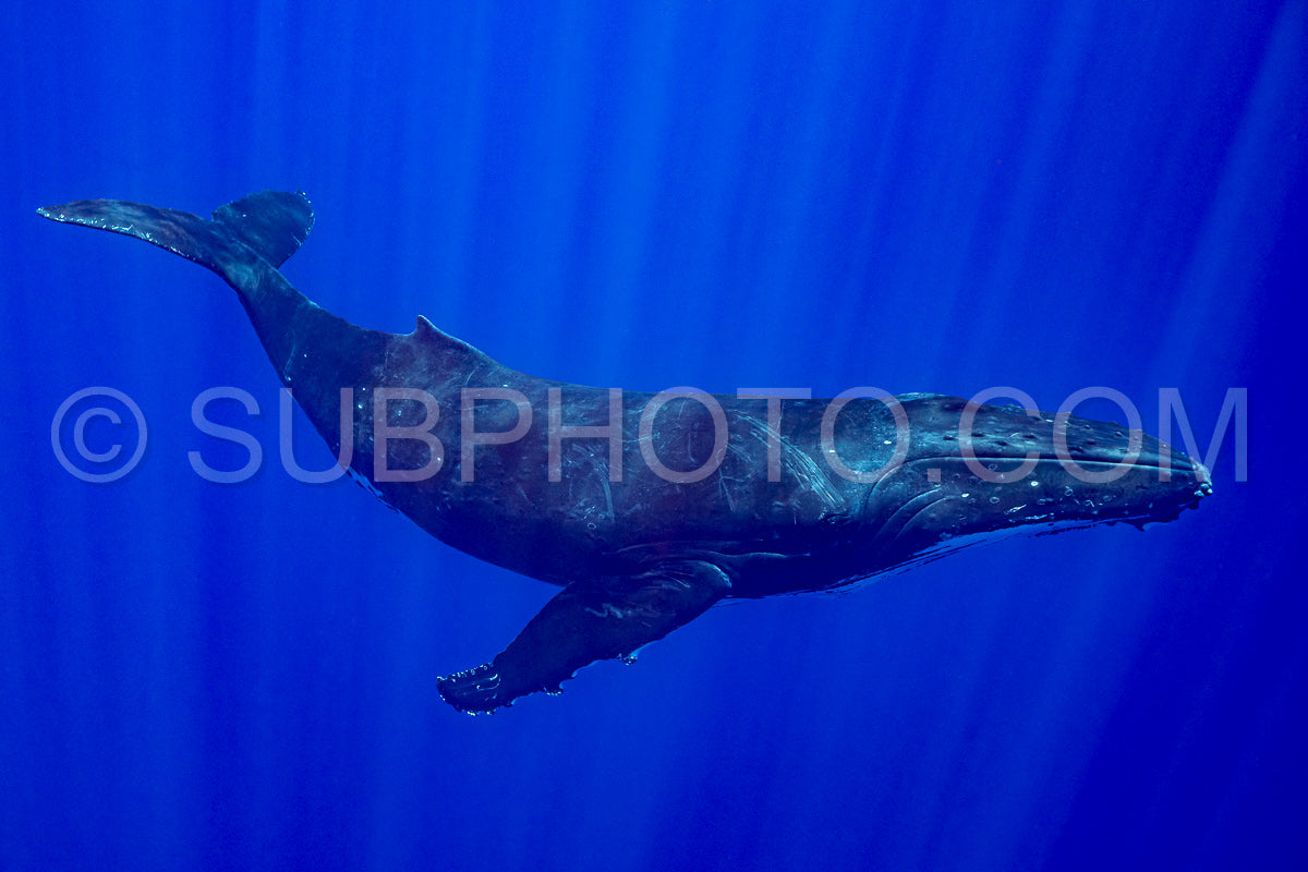 Photo de baleine à bosse se reposant à l'aube dans les eaux profondes de la polynésie française