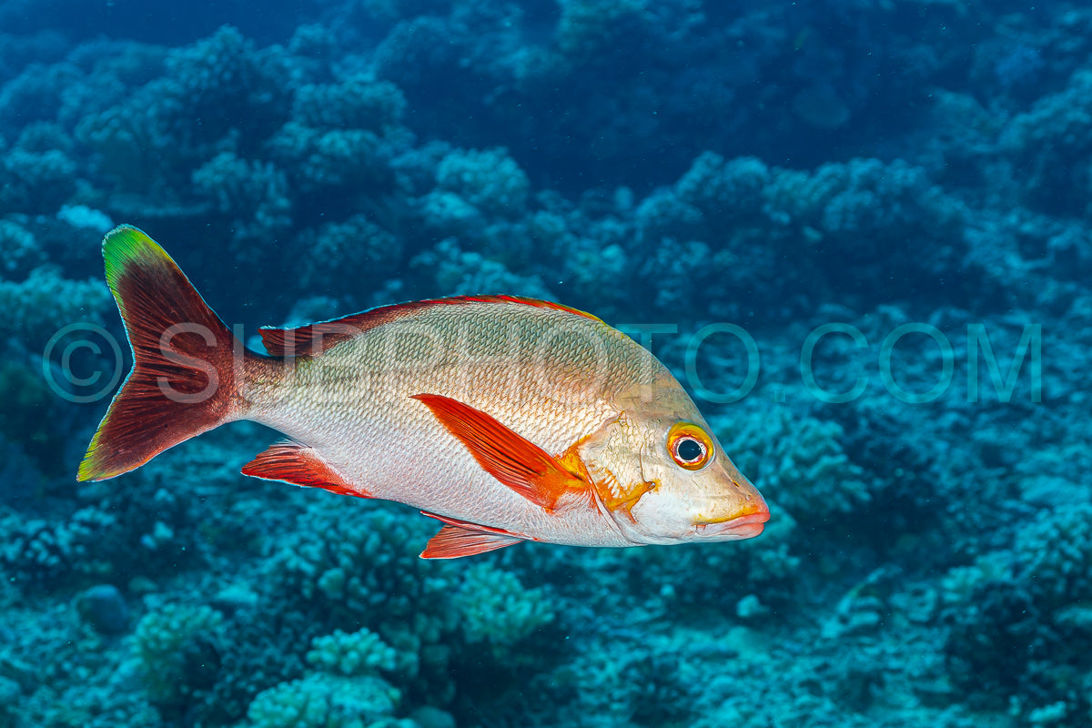 Photo de poisson vivaneau à bosse