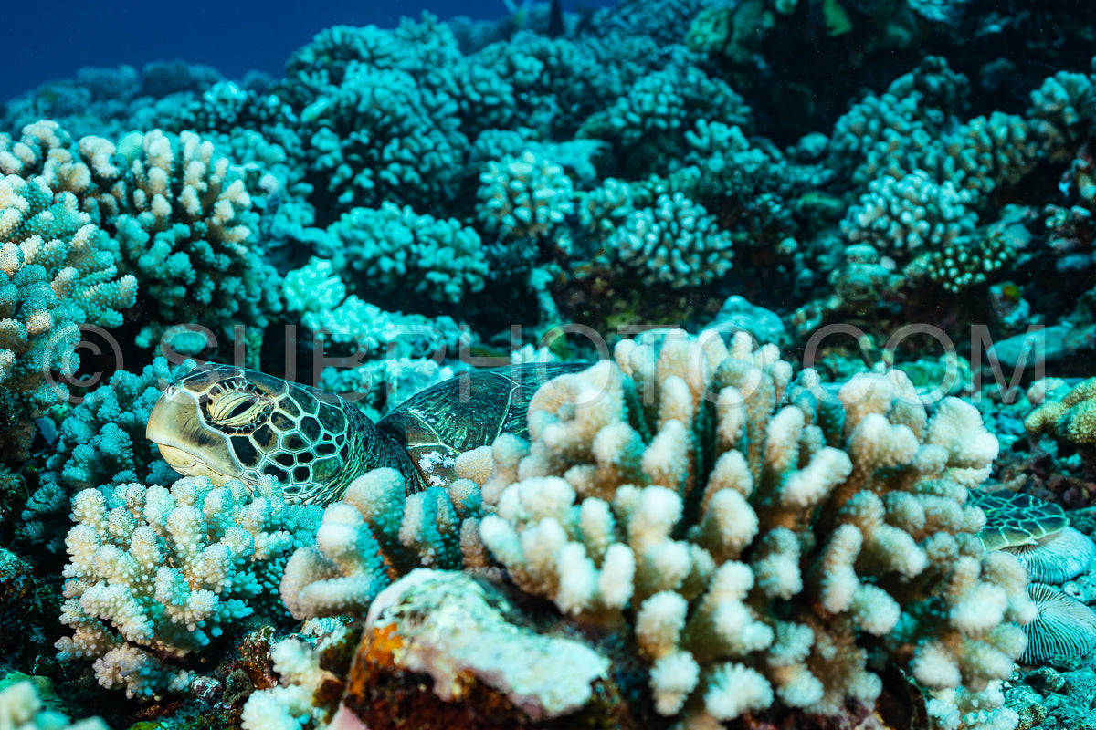 Photo de tortue verte nageant dans le lagon de Moorea - Polynésie française