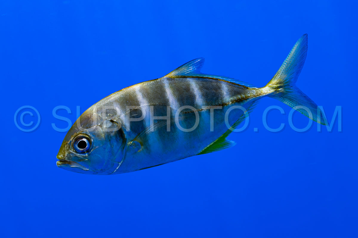 Photo de carangue bleue juvénile