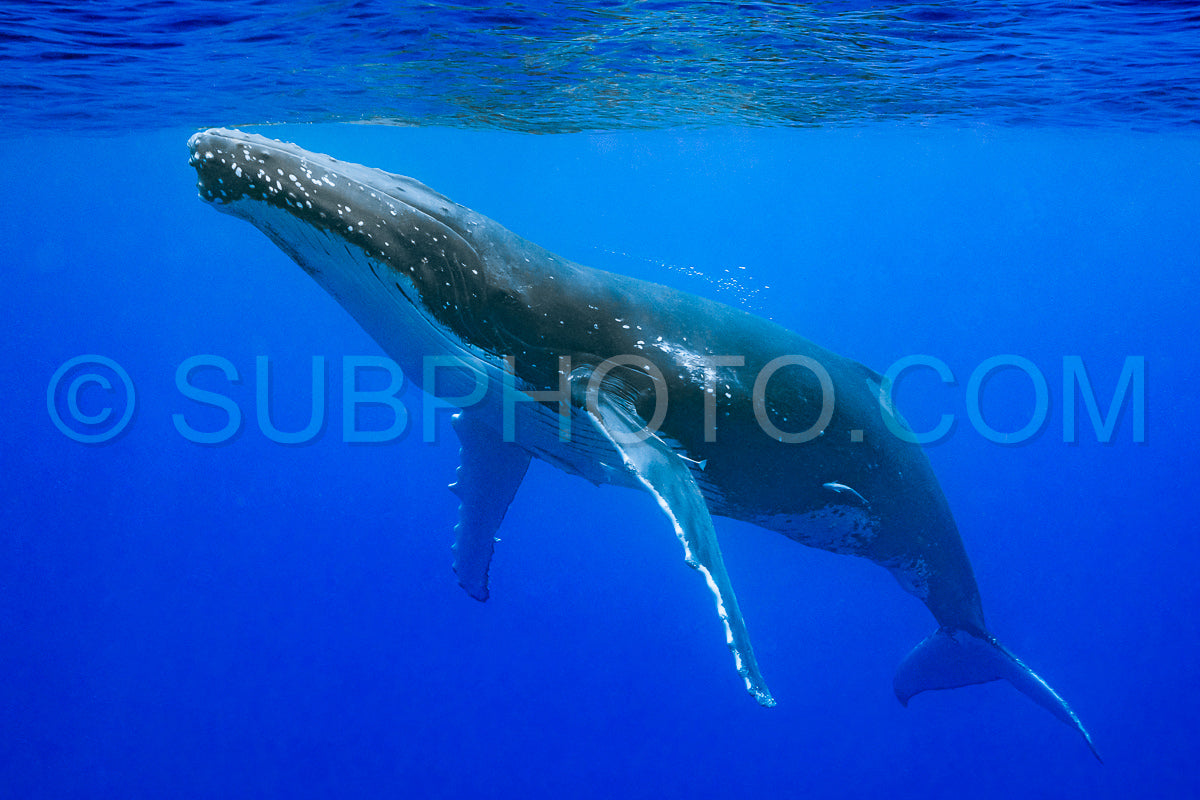 Photo de baleine à bosse se reposant à l'aube dans les eaux profondes de la polynésie française