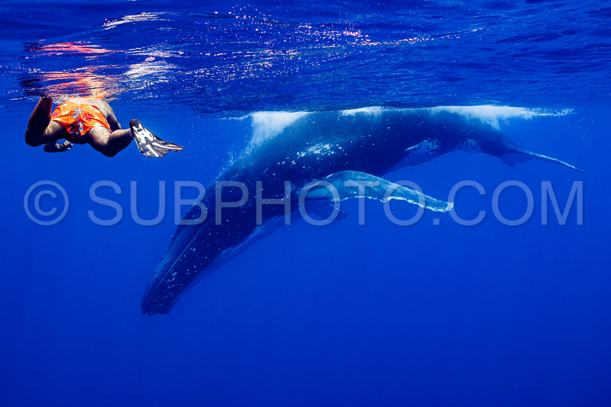 humpback whale resting at dawn in french polynesia deep waters with snorkeler