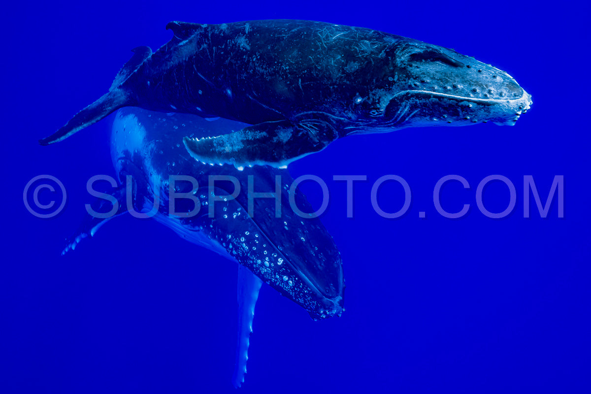 Photo de Baleine à bosse et mère jouant à la surface de l'eau dans les eaux profondes de la Polynésie française