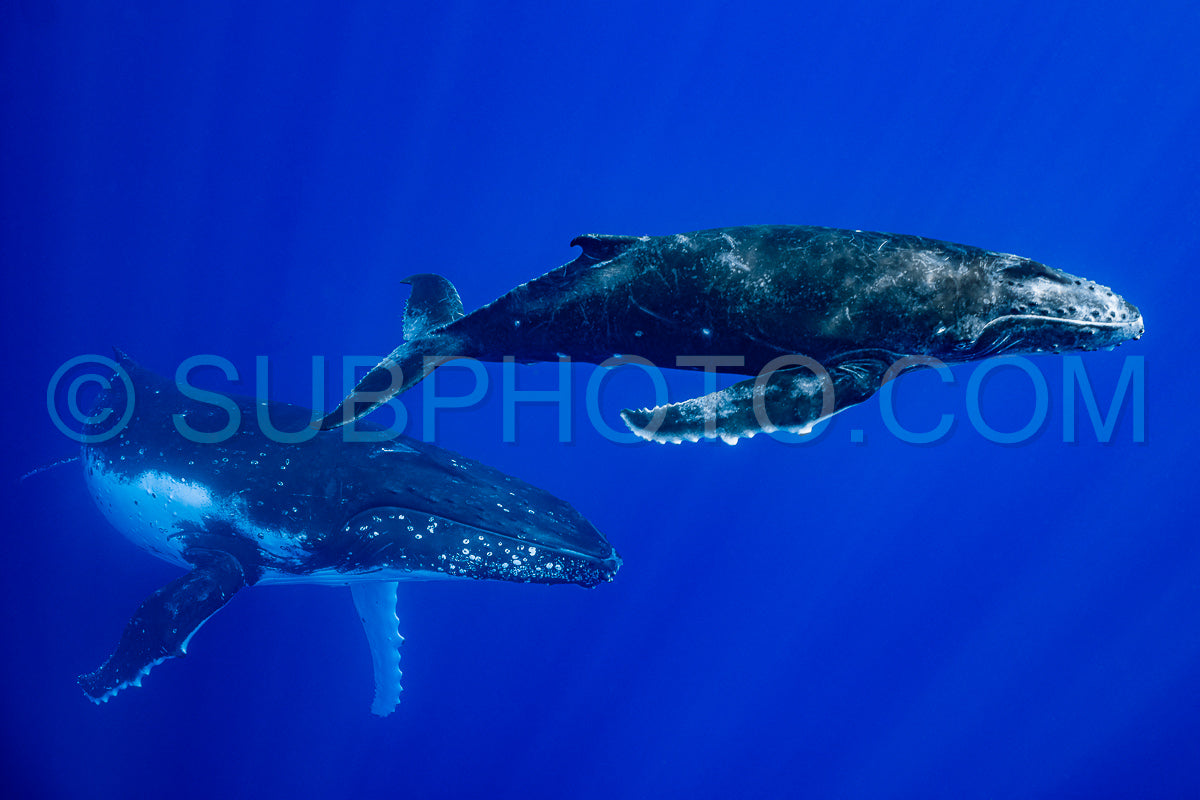 Photo de Baleine à bosse et mère jouant à la surface de l'eau dans les eaux profondes de la Polynésie française