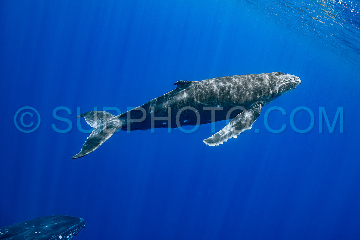calf humpback whale and mother playing at water surface in deep French Polynesia waters