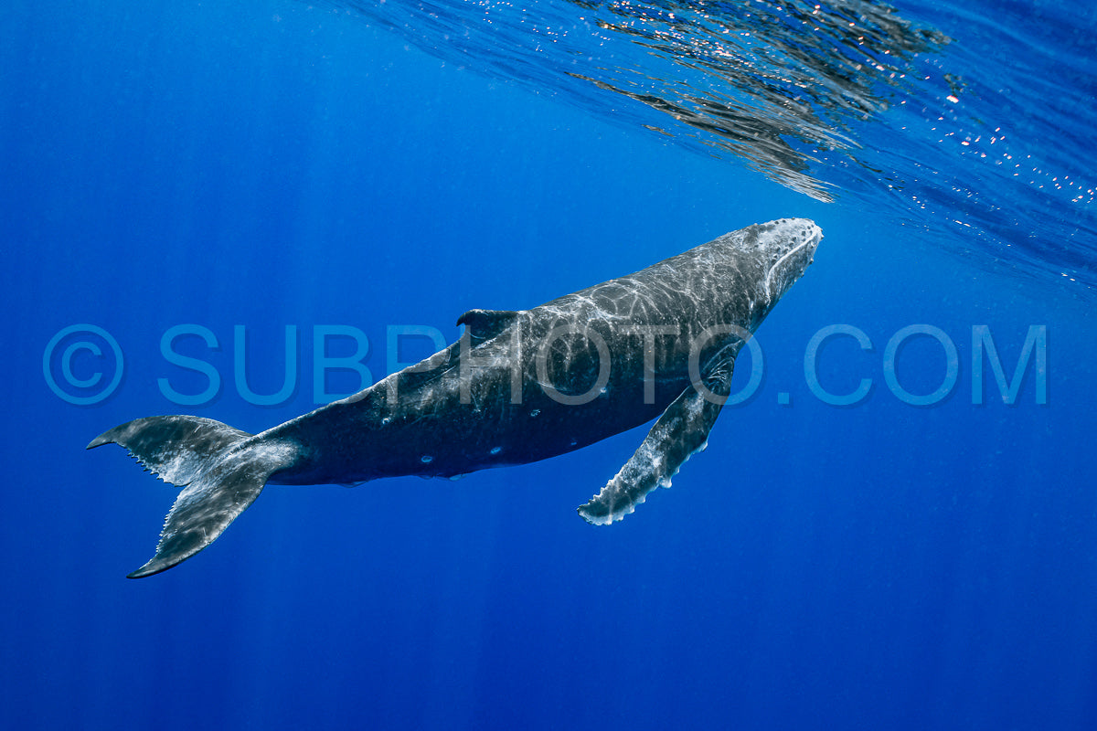 calf humpback whale playing at water surface in deep French Polynesia waters