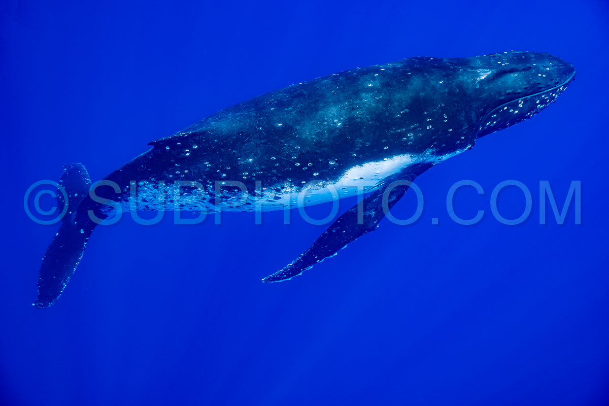 calf humpback whale playing at water surface in deep French Polynesia waters