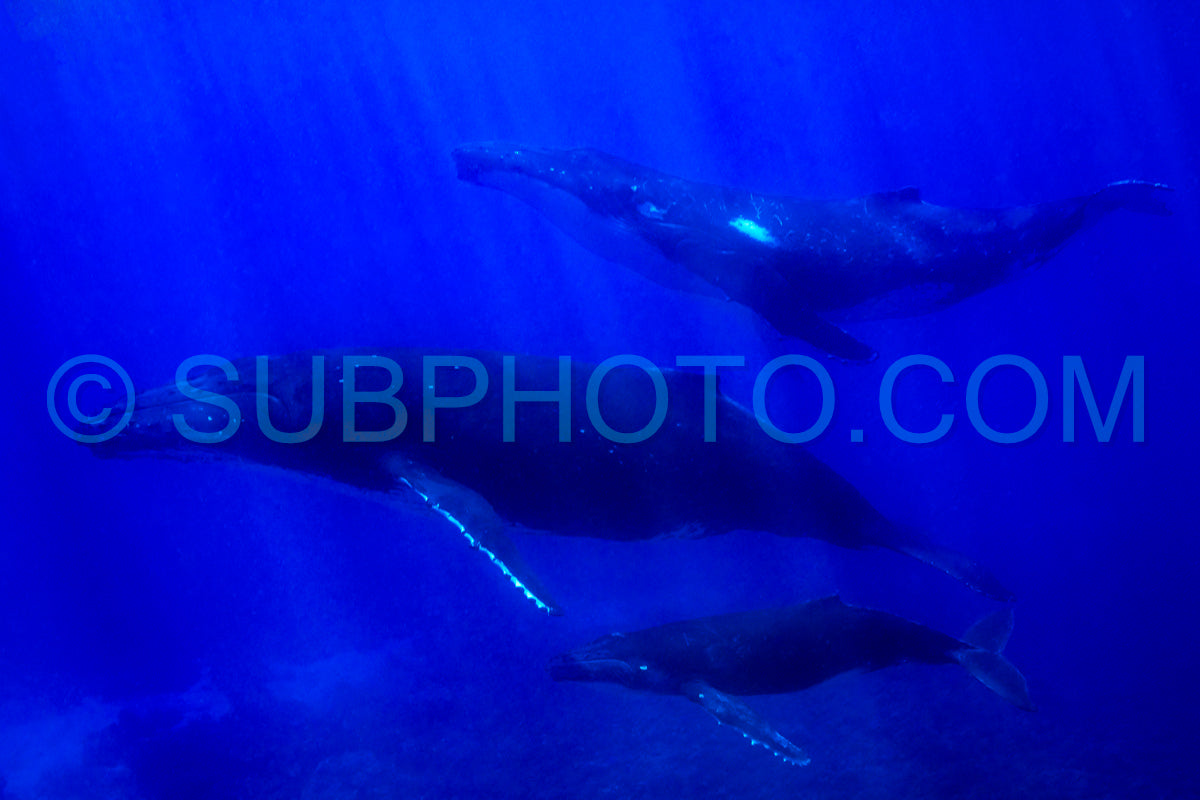 Photo de trois baleines à bosse dont une mère et son baleineau se reposant près de Moorea - Polynésie française
