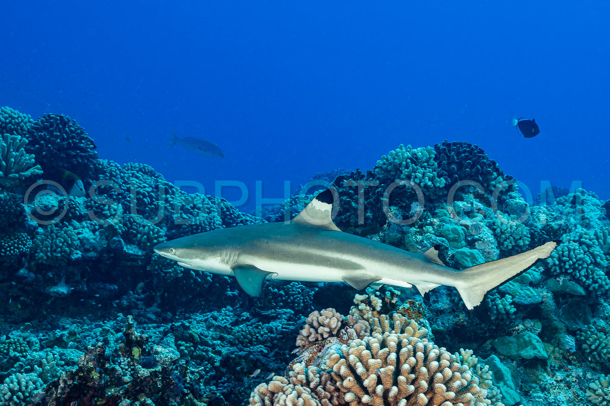 blacktip reef shark swimming in French Polynesia tropical waters over coral reef