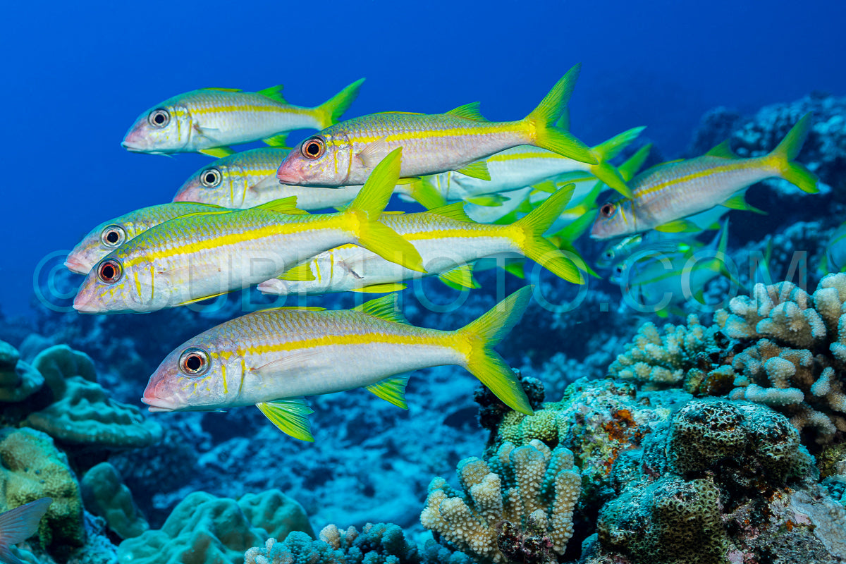 yellowfin goatfish shool fish on reef