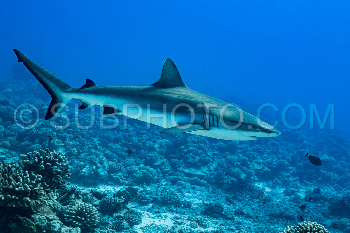 Photo de Requin gris de récif - Carcharhinus amblyrhynhos nageant dans les eaux tropicales de Polynésie française sur un récif corallien.