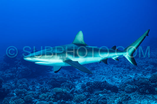 Photo de Requin gris de récif - Carcharhinus amblyrhynhos nageant dans les eaux tropicales de Polynésie française sur un récif corallien.