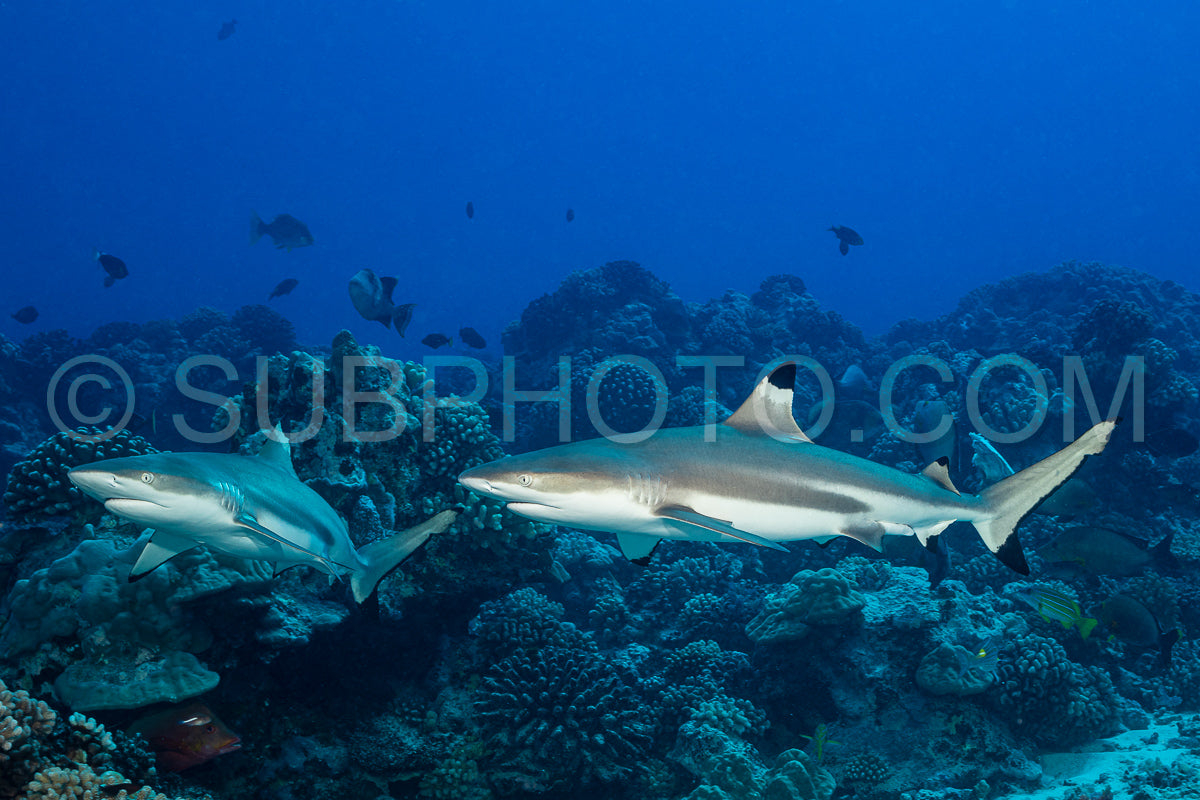 blacktip reef shark swimming in French Polynesia tropical waters over coral reef