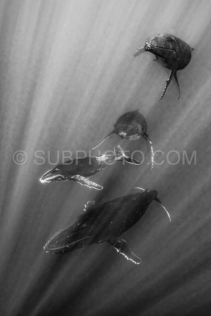 four humpback whales resting at dawn in french polynesia deep waters