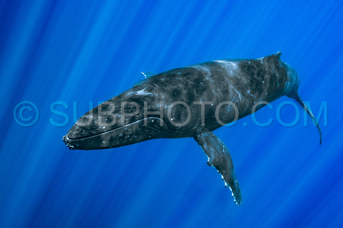 Photo de baleine à bosse se reposant à l'aube dans les eaux profondes de la polynésie française