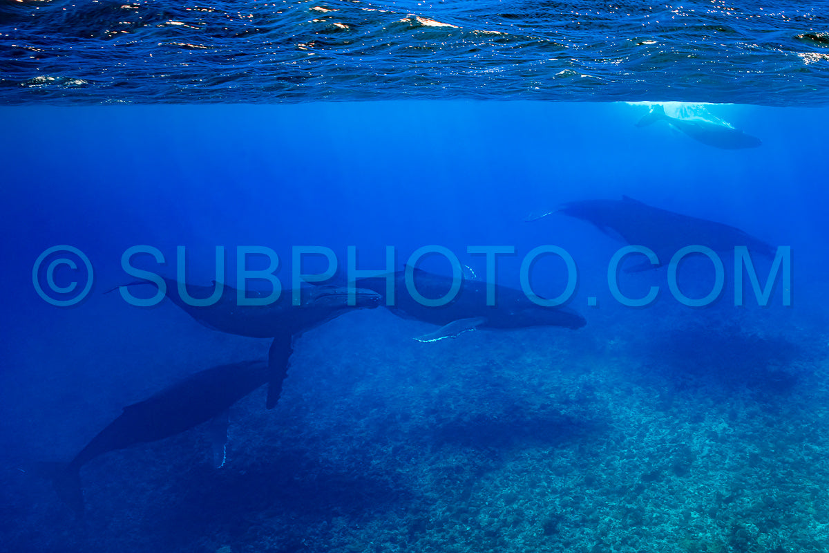 Photo de Cinq baleines à bosse dont une mère et son baleineau se reposent près du récif de Moorea Polynésie française