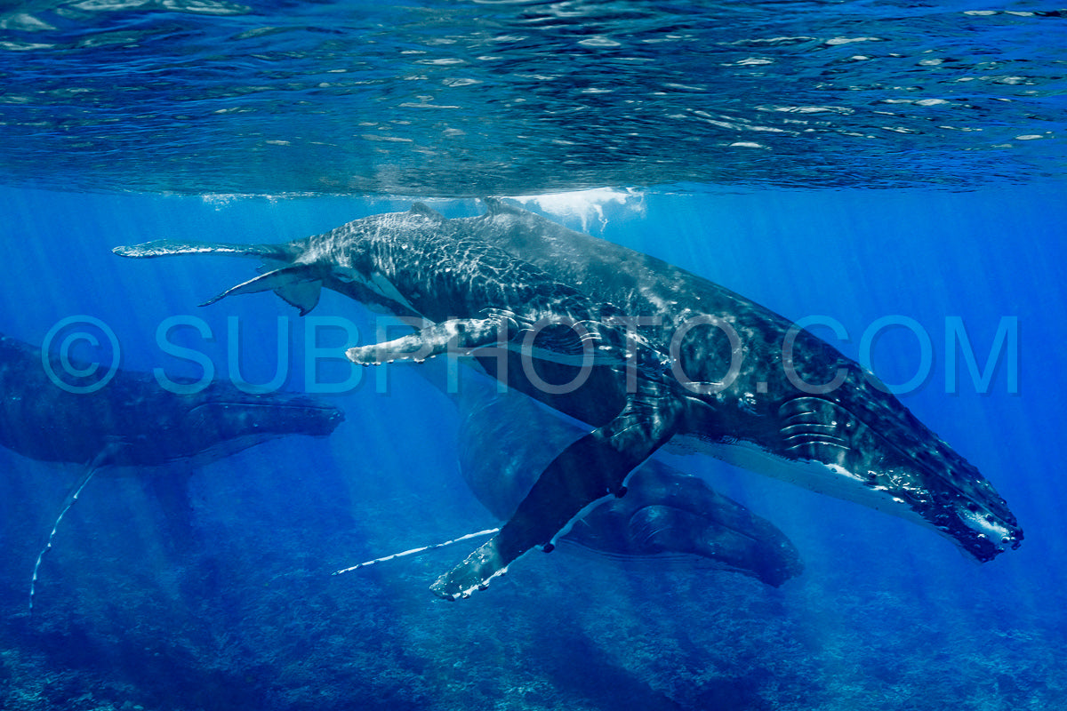 Photo de Cinq baleines à bosse dont une mère et son baleineau se reposent près du récif de Moorea Polynésie française