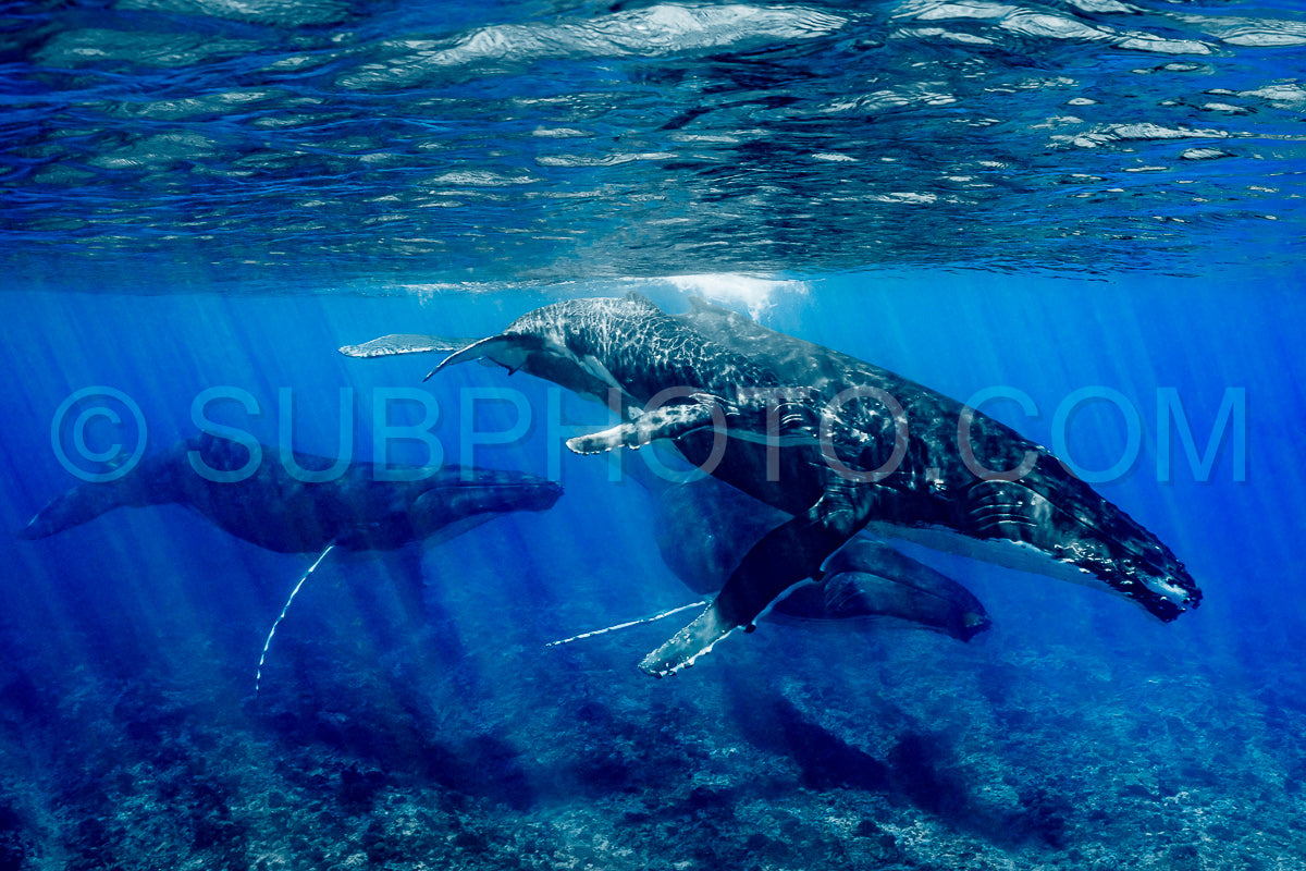 Photo de Cinq baleines à bosse dont une mère et son baleineau se reposent près du récif de Moorea Polynésie française