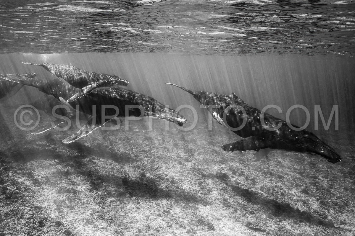 five humpback whales including mother and calf resting close to Moorea reef french polynesia