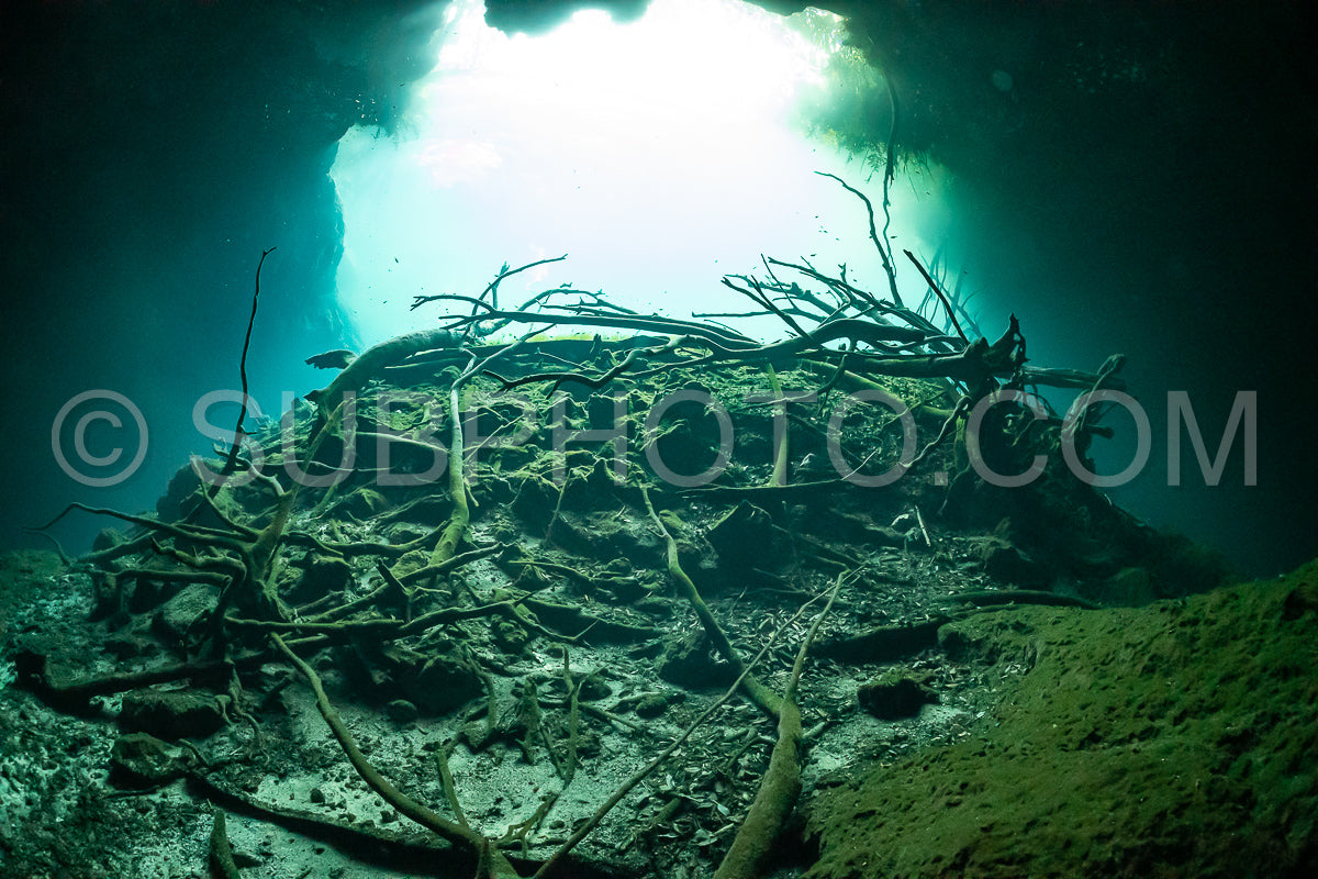 cave diver instructor leading a group of divers in a mexican cenote underwater