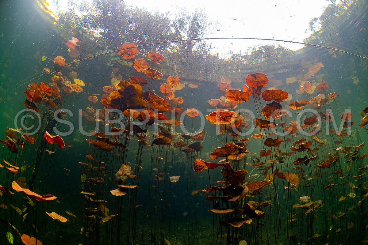 Photo de instructeur de plongée spéléo dirigeant un groupe de plongeurs dans un cenote mexicain sous l'eau