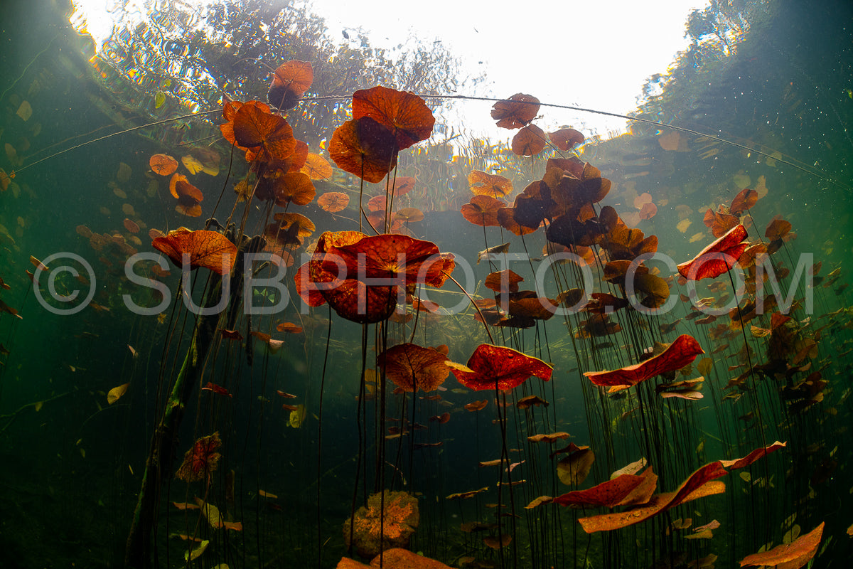 Photo de instructeur de plongée spéléo dirigeant un groupe de plongeurs dans un cenote mexicain sous l'eau