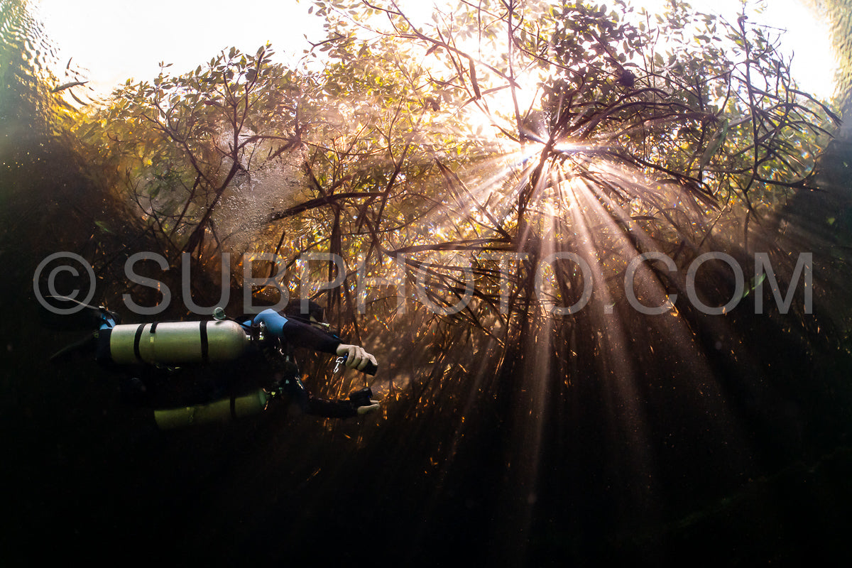 cave diver instructor leading a group of divers in a mexican cenote underwater