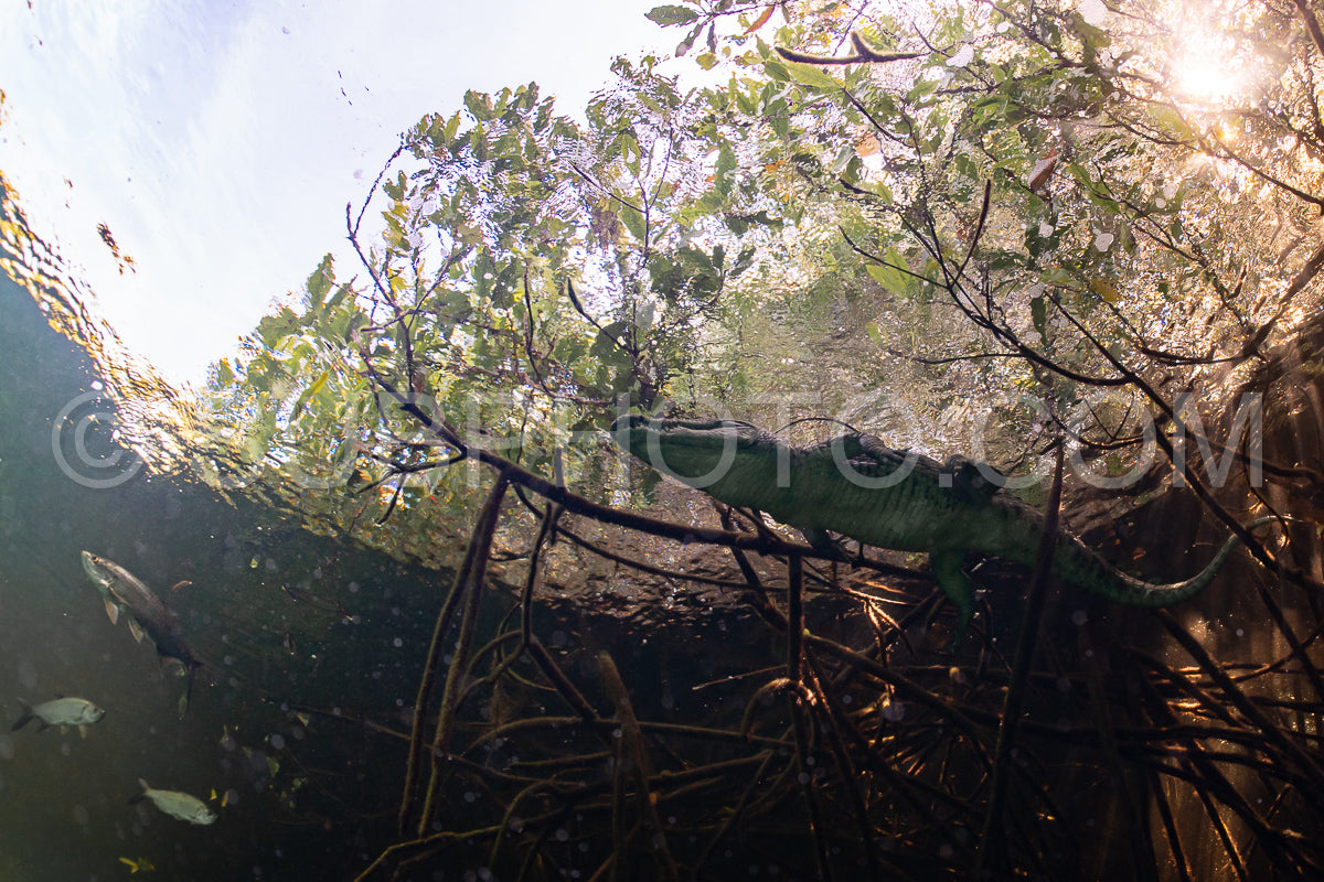 cave diver instructor leading a group of divers in a mexican cenote underwater