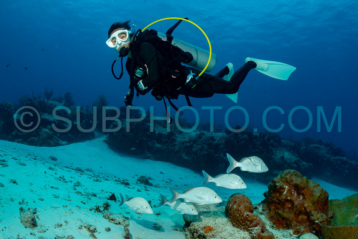 Photo de Femme faisant de la plongée sous-marine sur le récif corallien de Cozumel au Mexique