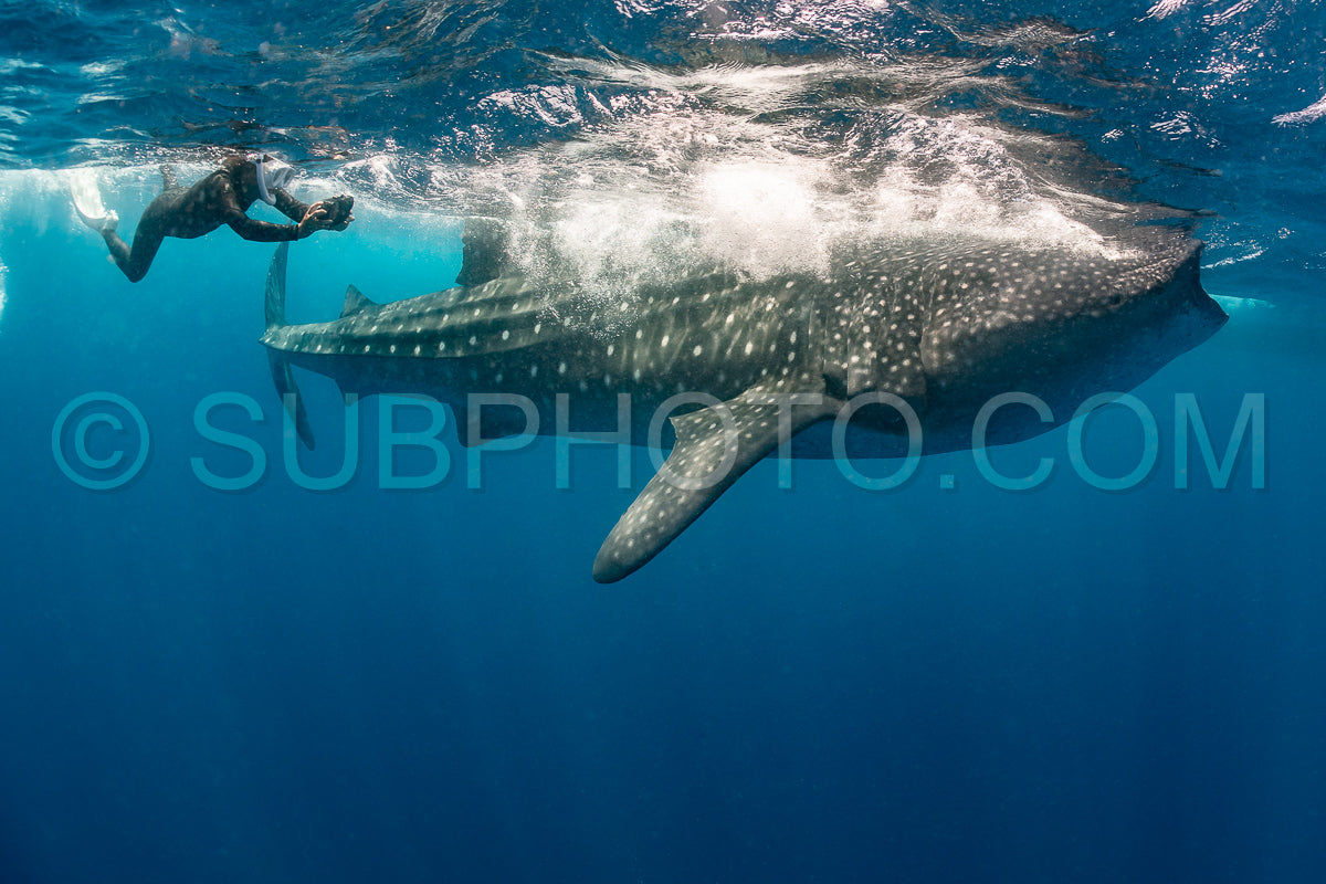 Photo de Requin-baleine et plongeuse près de Isla Mujeres - Mexique