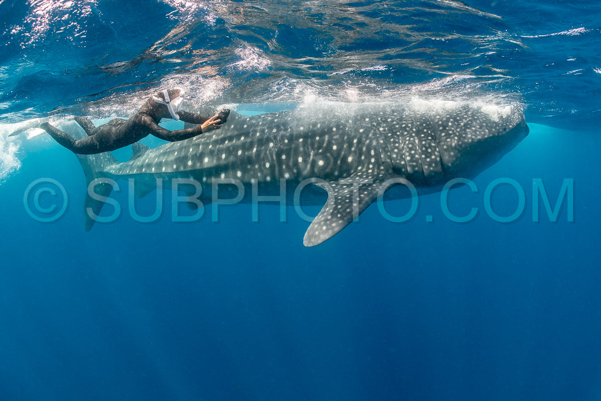 Photo de Requin-baleine et plongeuse près de Isla Mujeres - Mexique