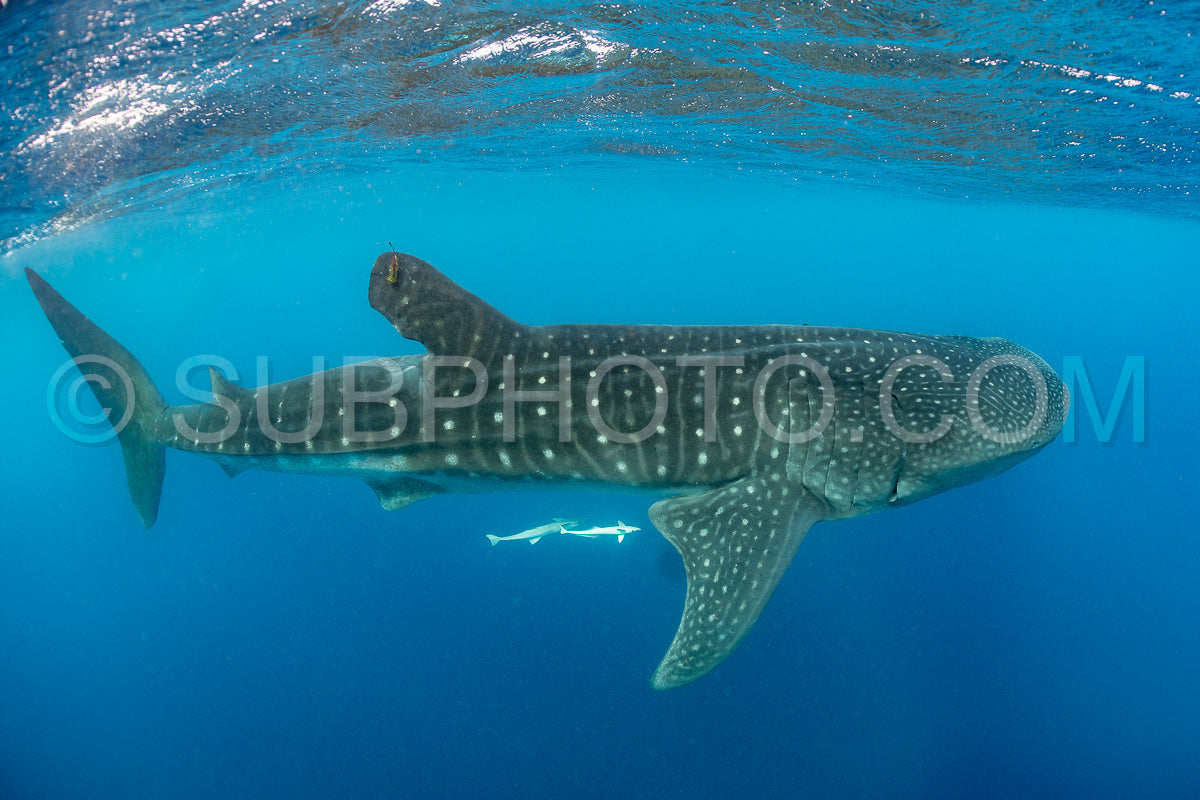 Whale shark and woman diver near Isla Mujeres- Mexico