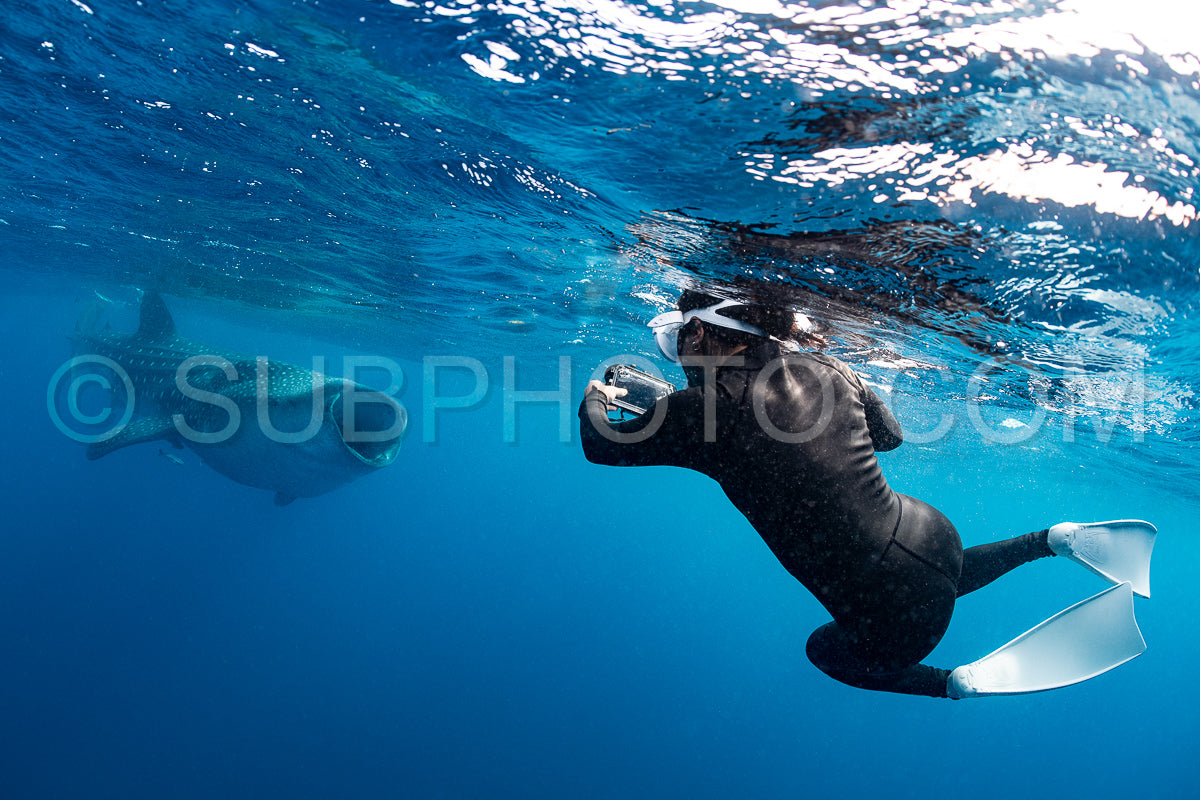 Photo de Requin-baleine et plongeuse près de Isla Mujeres - Mexique