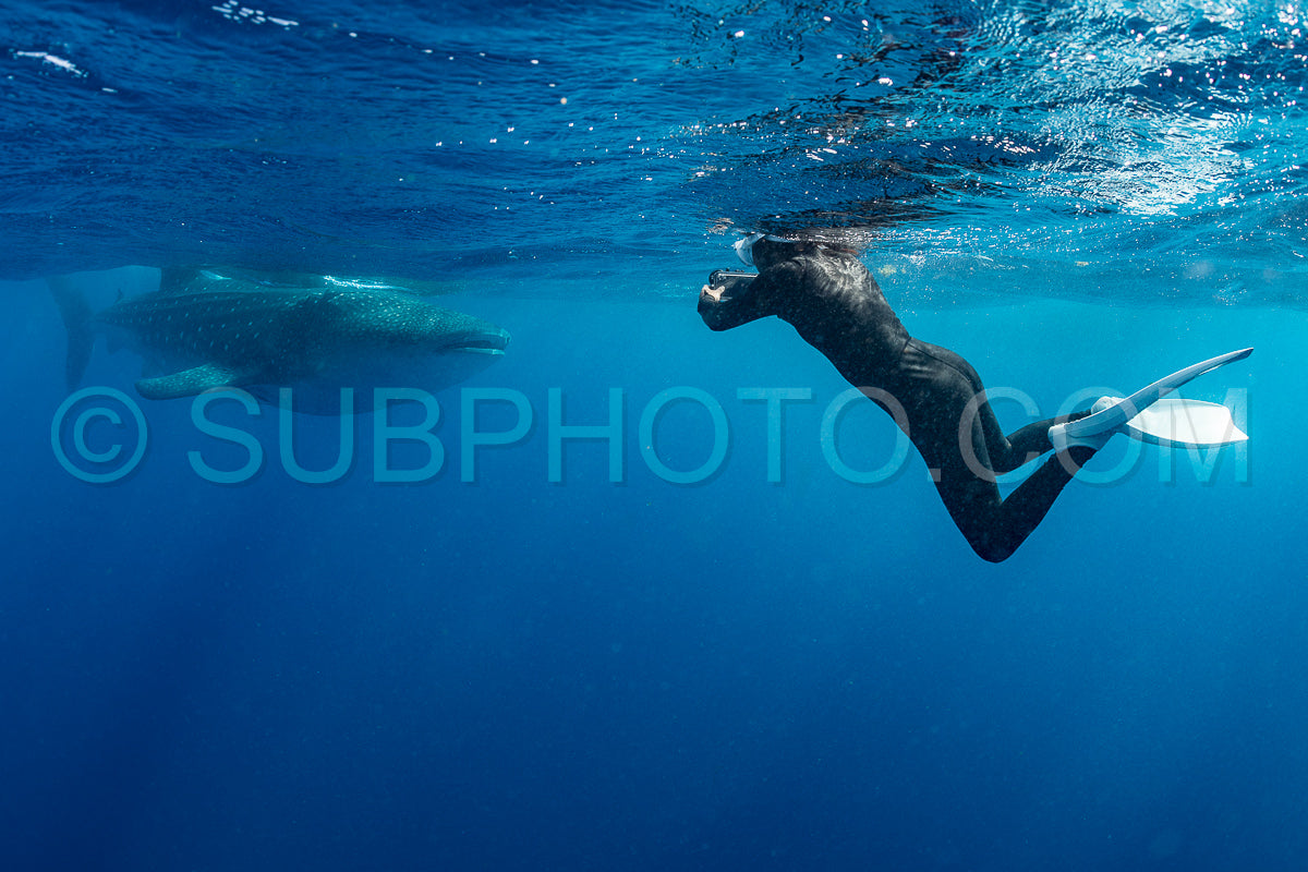 Photo de Requin-baleine et plongeuse près de Isla Mujeres - Mexique