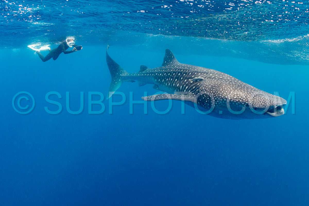 Photo de Requin-baleine et plongeuse près de Isla Mujeres - Mexique