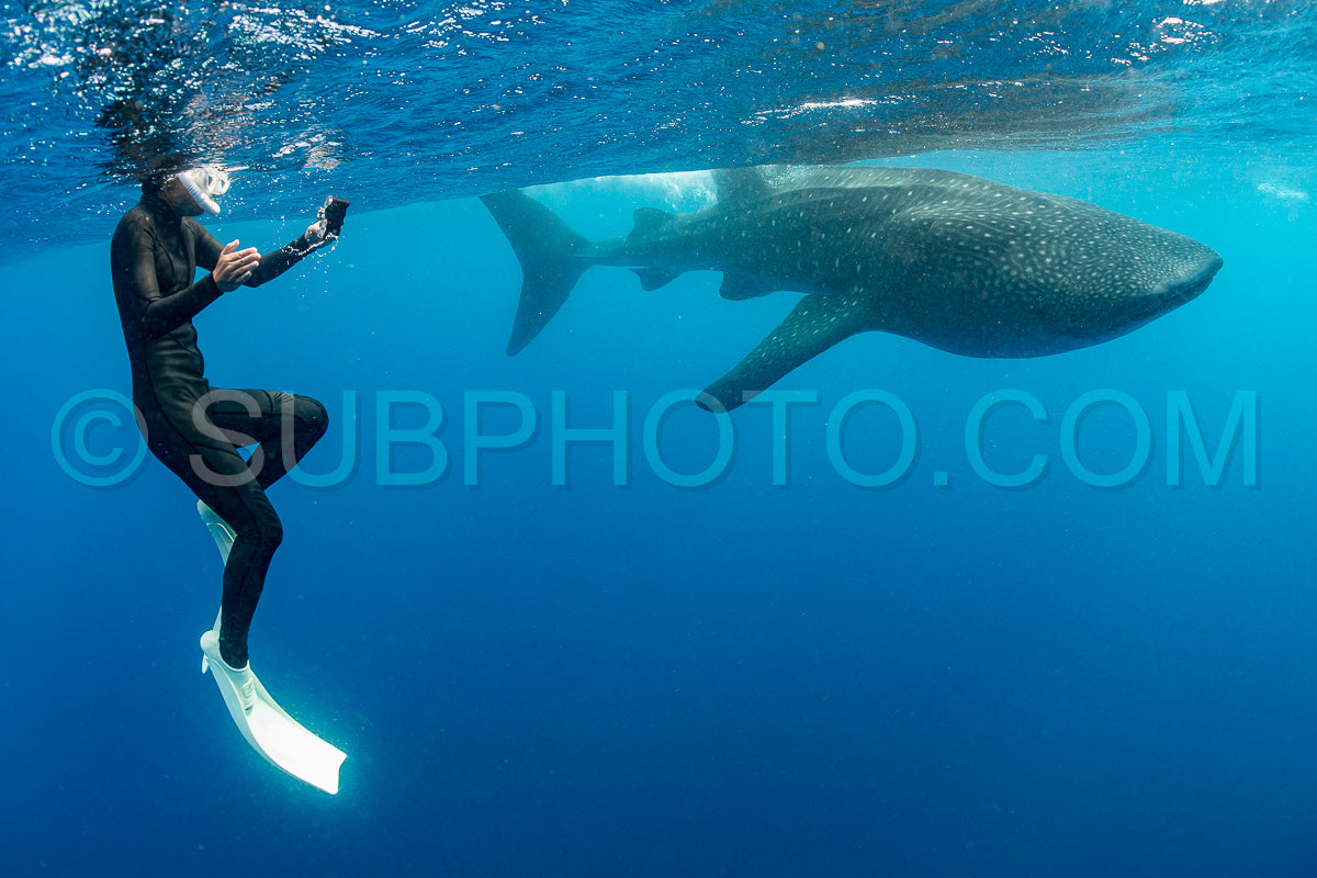 Photo de Requin-baleine et plongeuse près de Isla Mujeres - Mexique