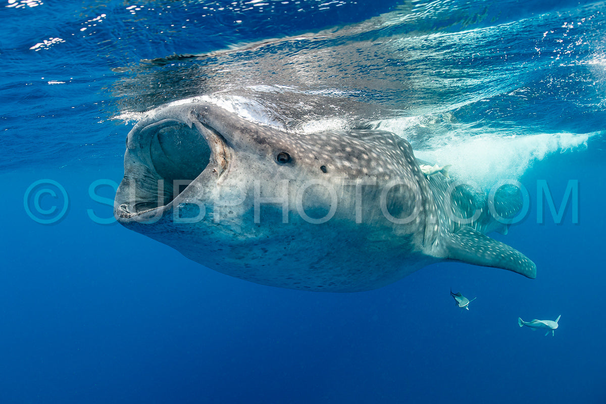 Whale shark and woman diver near Isla Mujeres- Mexico